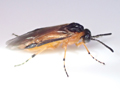 Athalia liberta